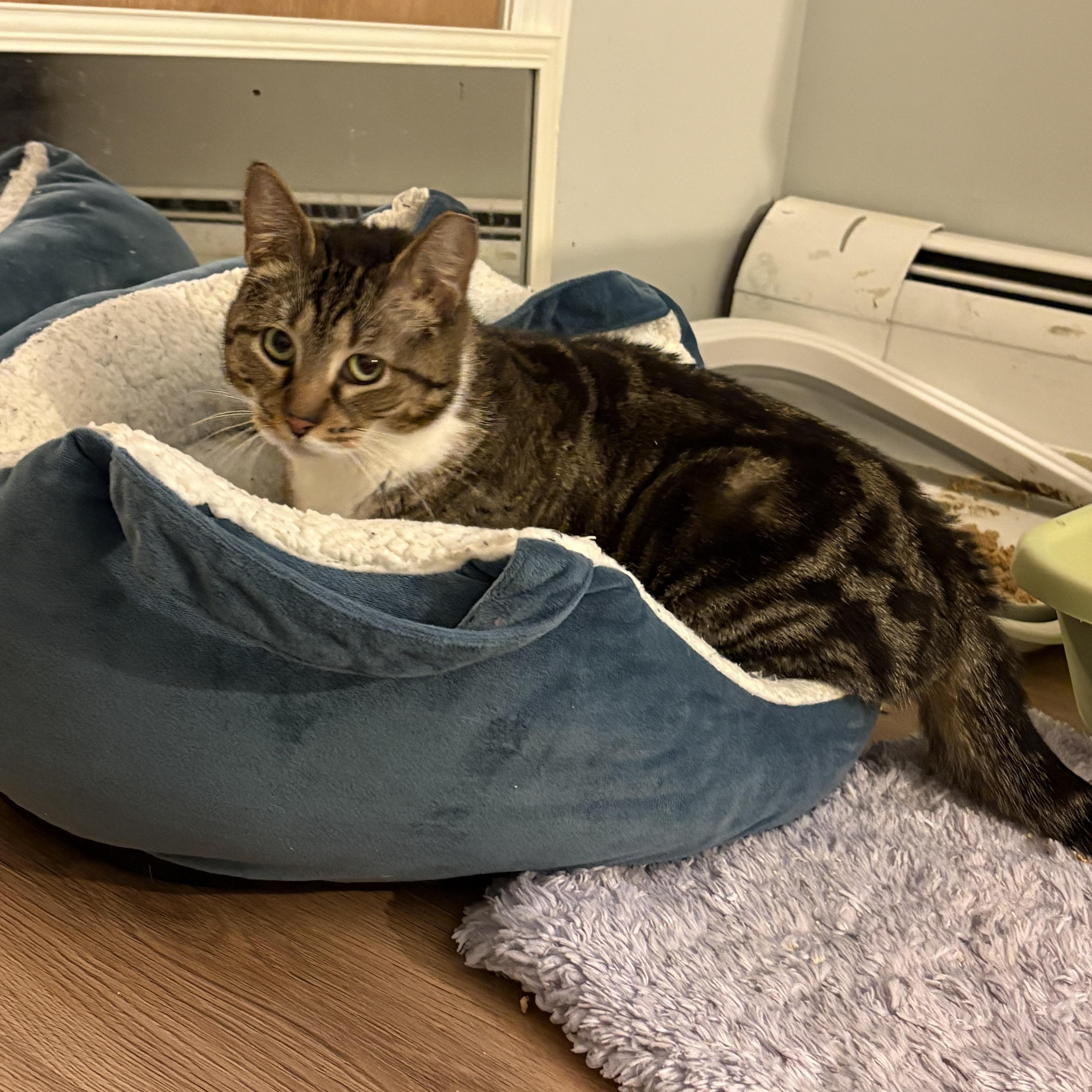 Eunice, a ADOPTABLE Tabby in Wanaque, NJ image 2/2