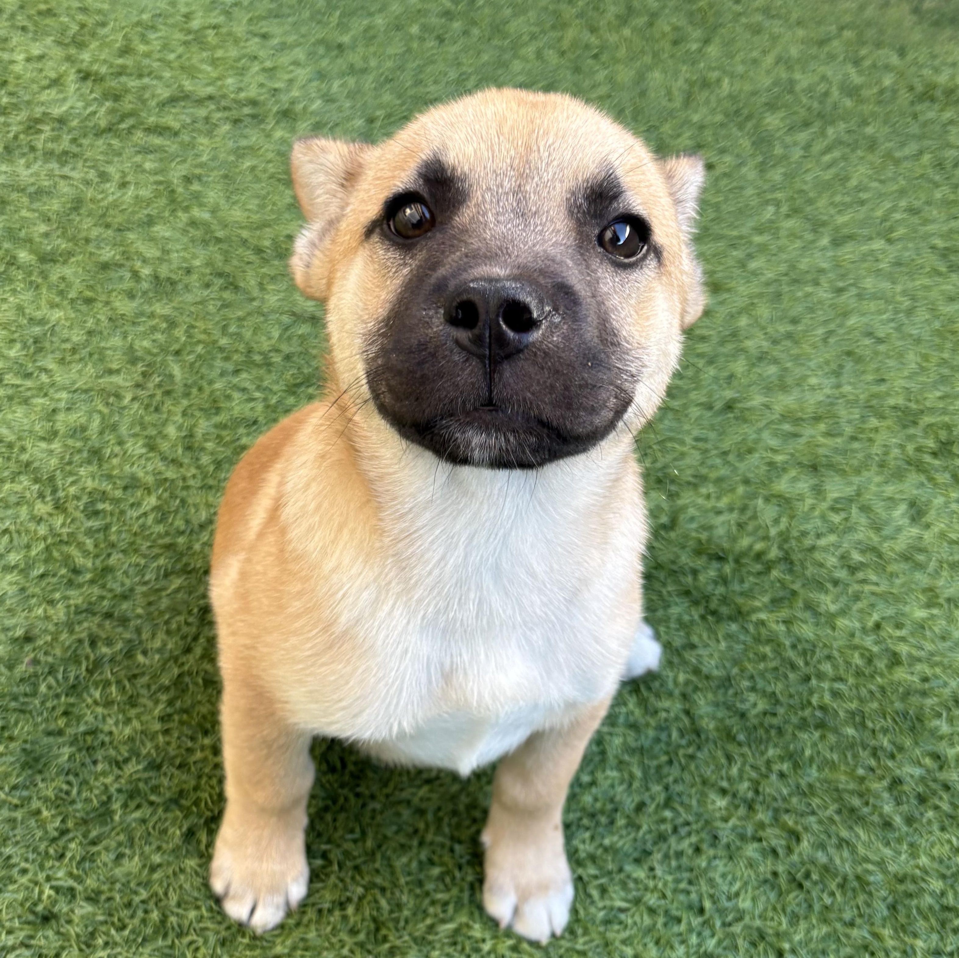 Stephen , Adoptable, Puppy Male Mixed Breed.