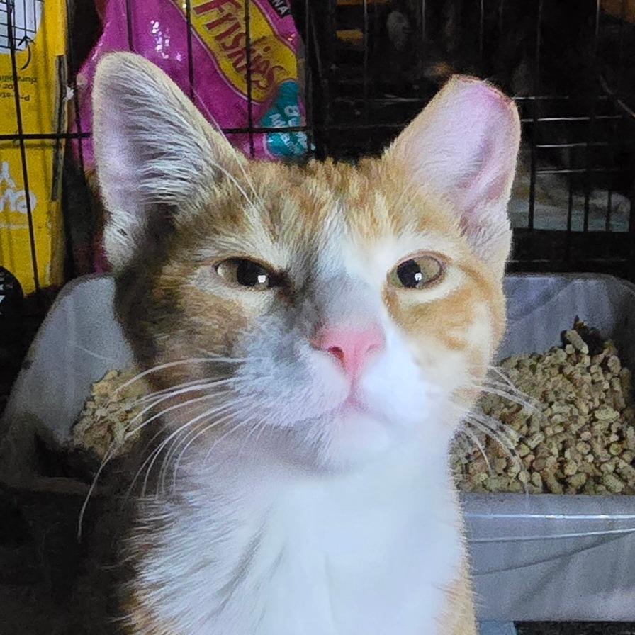 Enlarge Roux, a Adoptable Domestic Short Hair in Grantsville, UT image 1/5