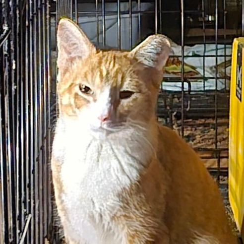 Enlarge Roux, a Adoptable Domestic Short Hair in Grantsville, UT image 2/5