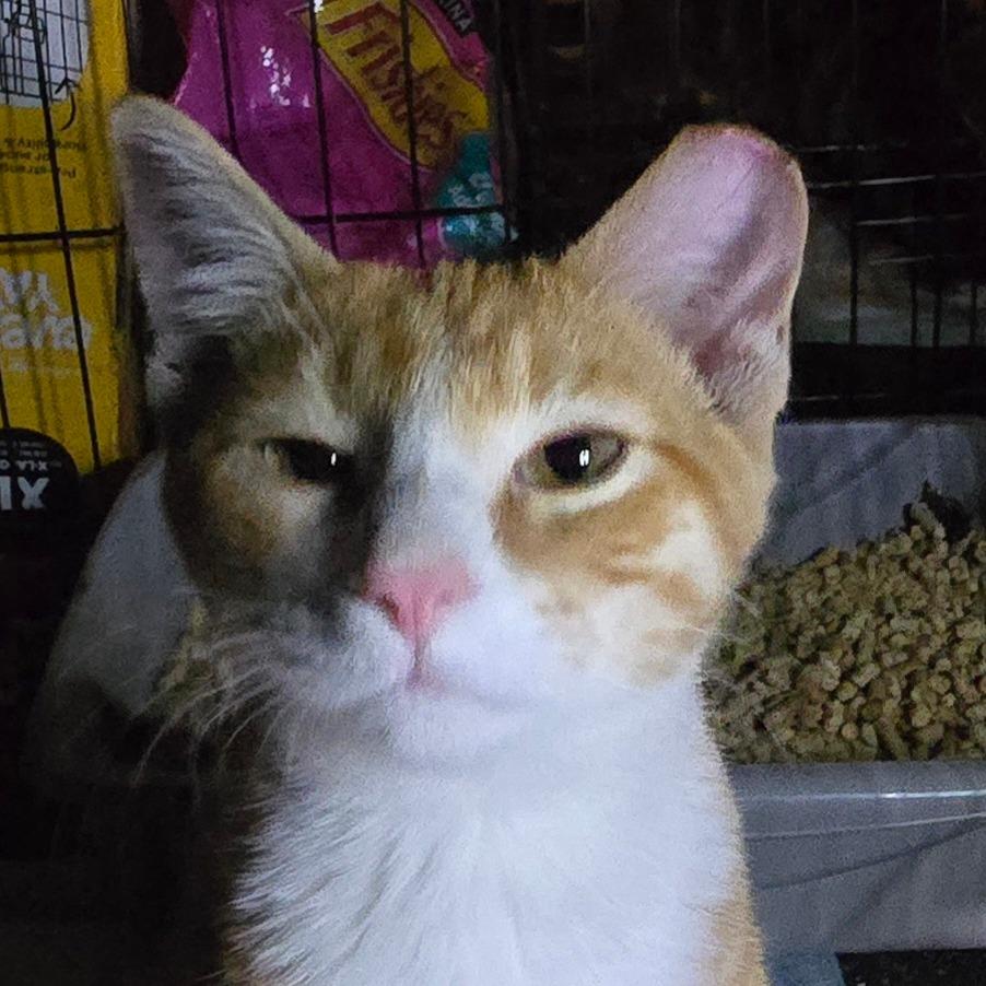 Enlarge Roux, a Adoptable Domestic Short Hair in Grantsville, UT image 4/5