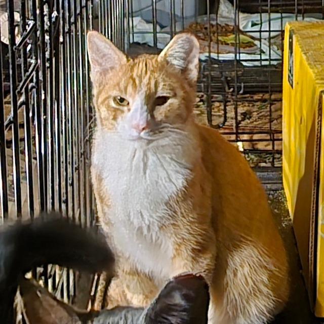 Enlarge Roux, a Adoptable Domestic Short Hair in Grantsville, UT image 5/5