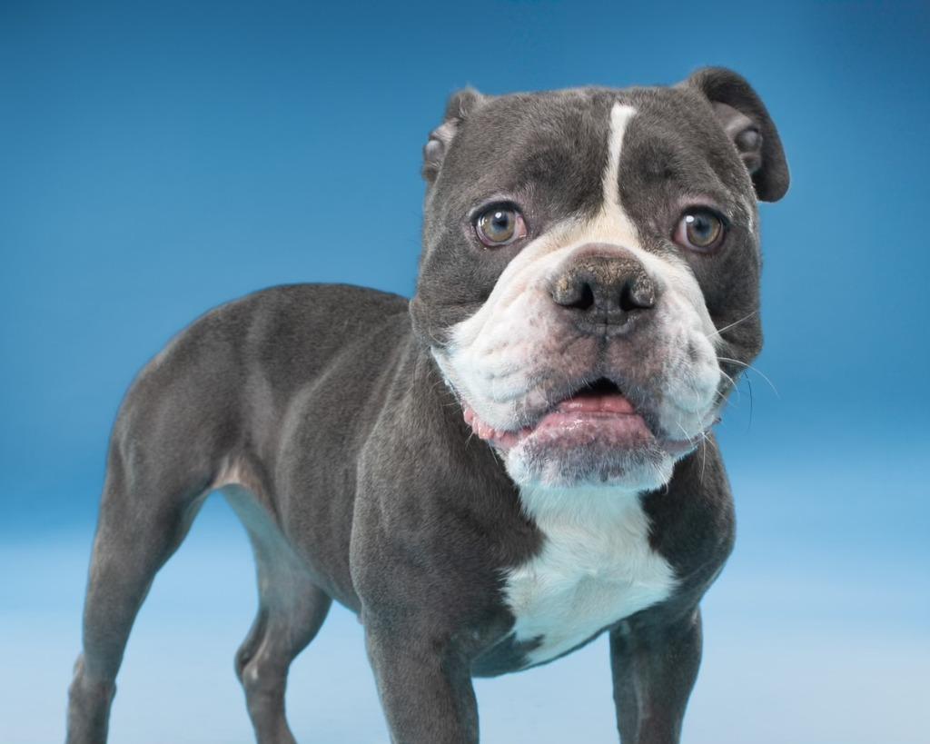 Enlarge Elsa, a Adoptable English Bulldog in Farmersville, TX image 1/4