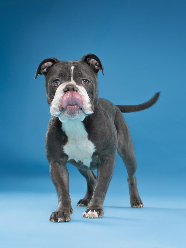 Elsa, Adoptable, Adult Female English Bulldog.