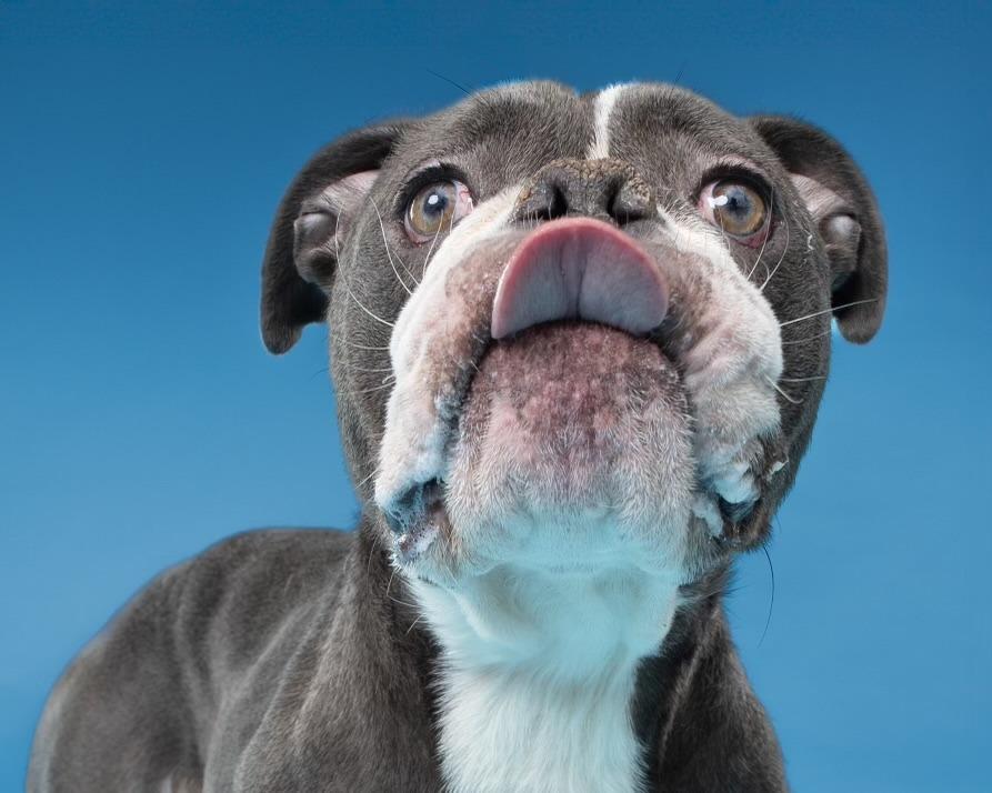 Enlarge Elsa, a Adoptable English Bulldog in Farmersville, TX image 3/4