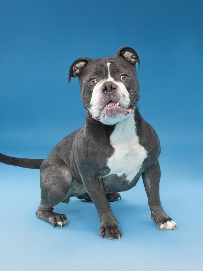 Enlarge Elsa, a Adoptable English Bulldog in Farmersville, TX image 4/4