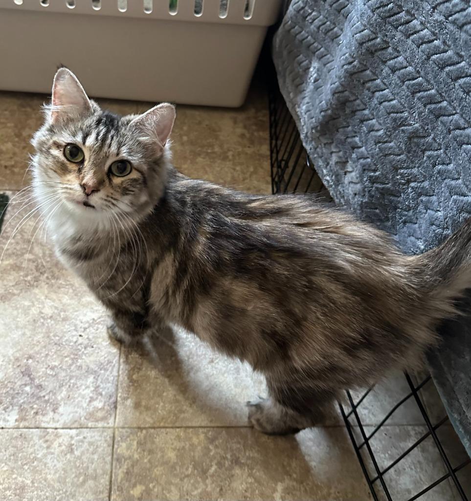 Sarah, a Adoptable mixed breed in Urbandale, IA image 2/3