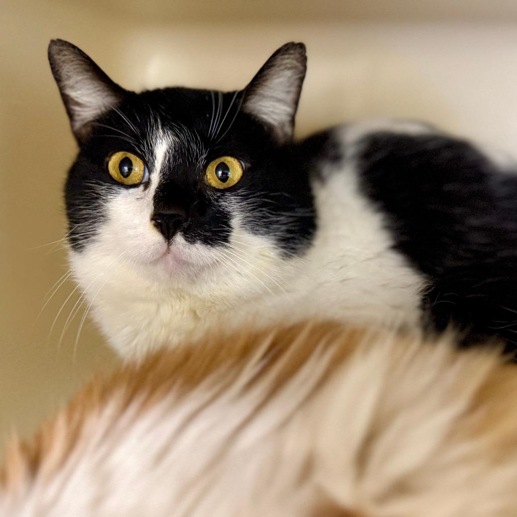 Tomas, Adoptable, Adult Male Domestic Short Hair.