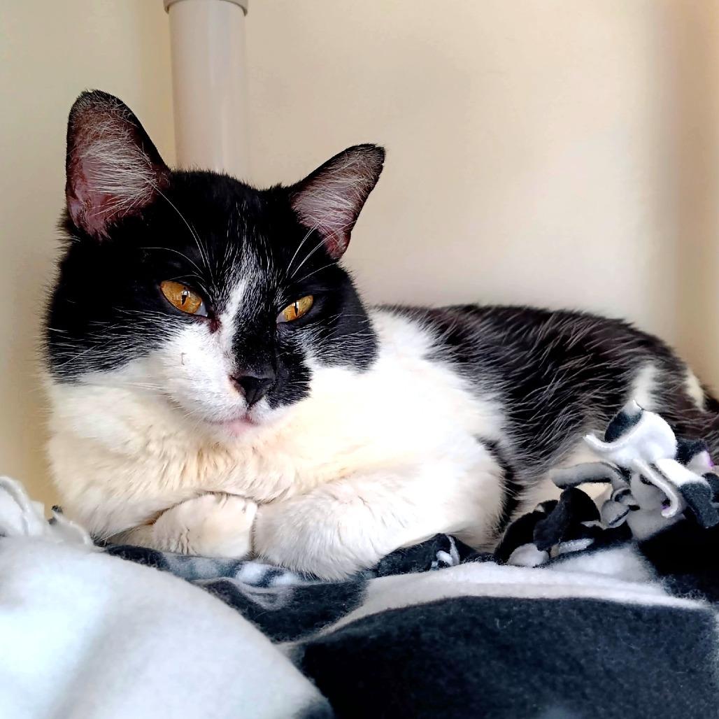 Enlarge Tomas, a Adoptable Domestic Short Hair in New York, NY image 2/6