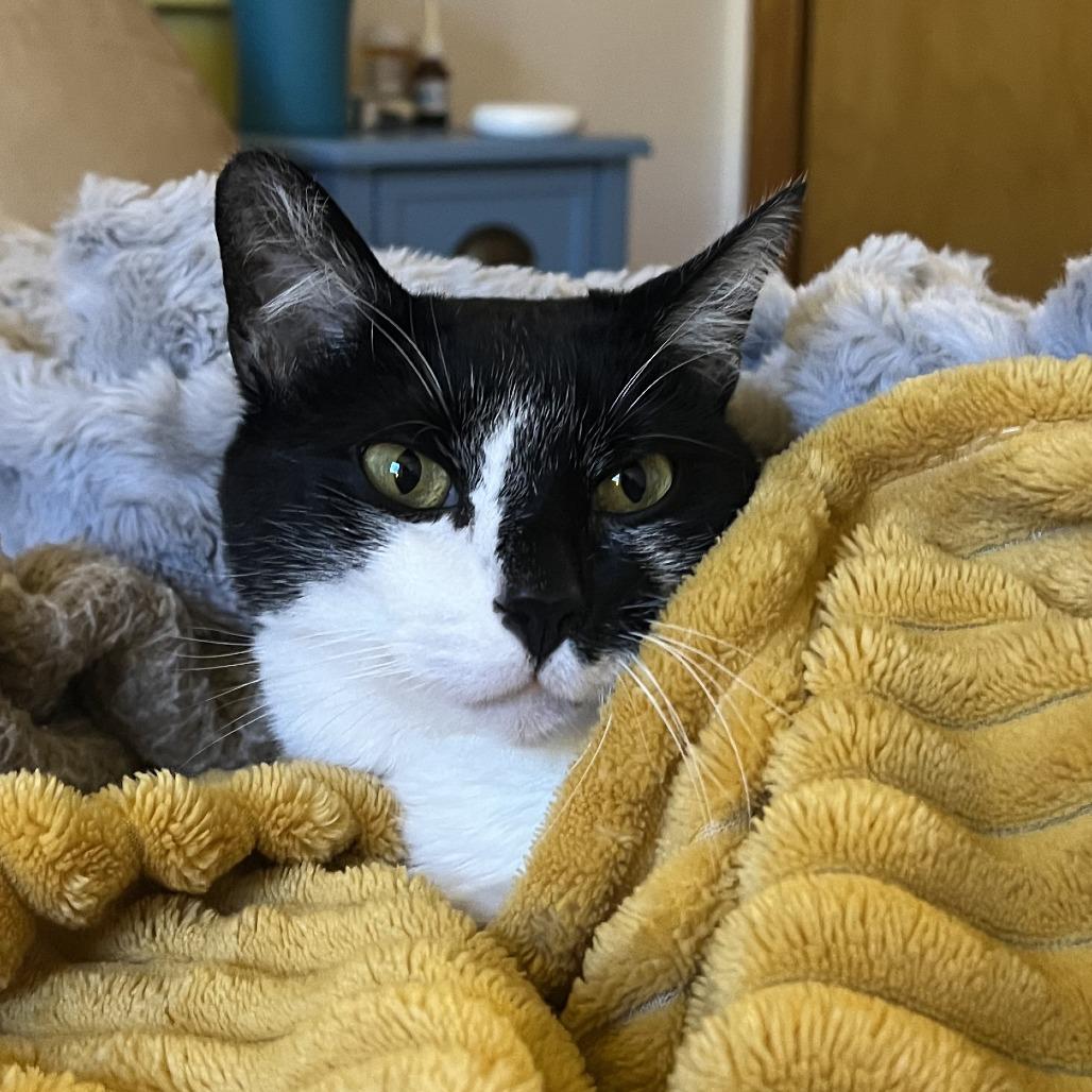 Tomas, a Adoptable Domestic Short Hair in New York, NY image 3/6