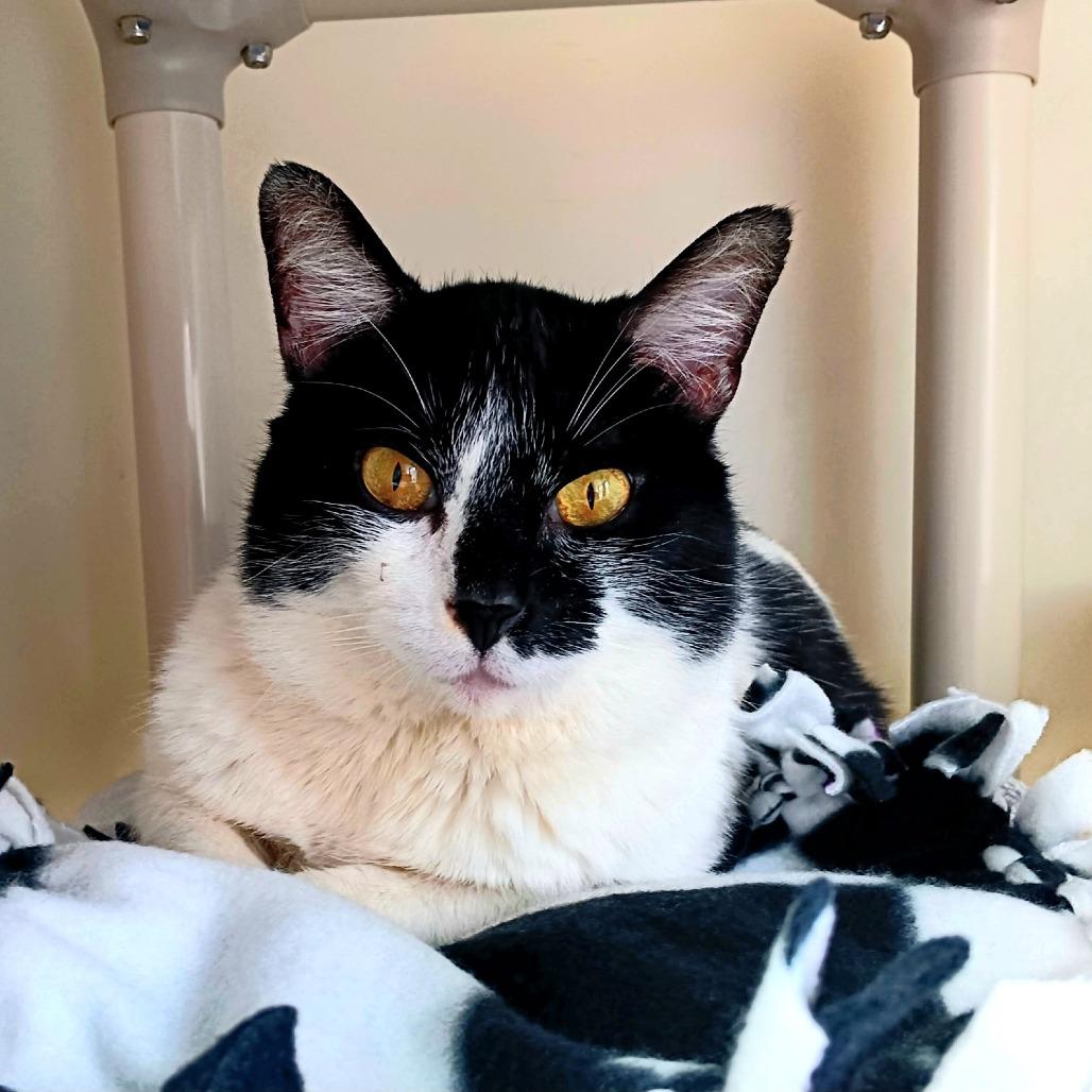 Enlarge Tomas, a Adoptable Domestic Short Hair in New York, NY image 3/6