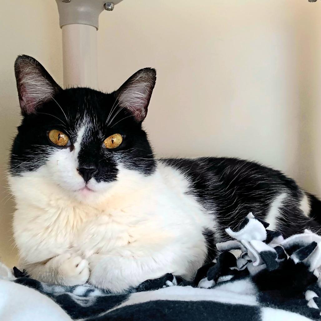 Enlarge Tomas, a Adoptable Domestic Short Hair in New York, NY image 4/6