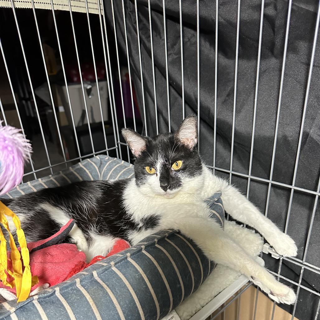 Enlarge Tomas, a Adoptable Domestic Short Hair in New York, NY image 5/6