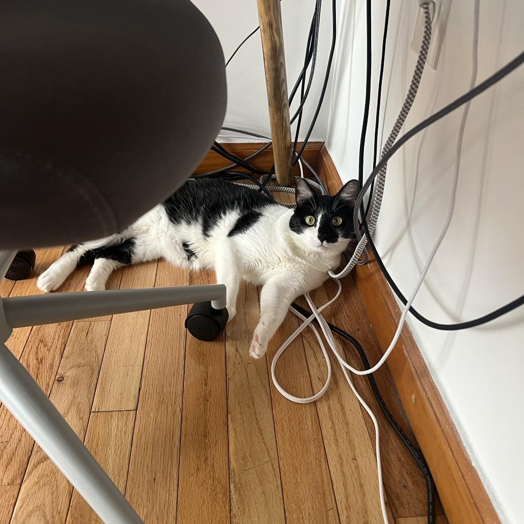 Enlarge Tomas, a Adoptable Domestic Short Hair in New York, NY image 6/6