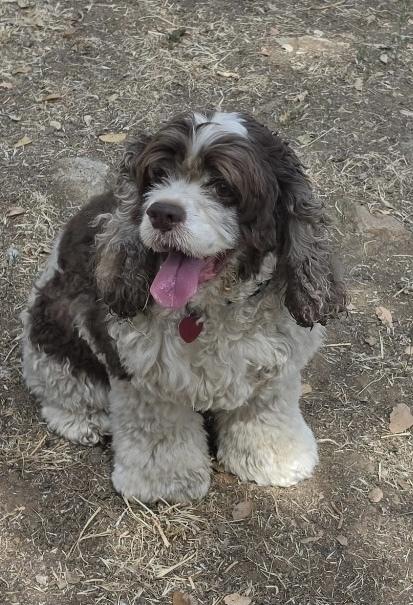 Adelaide, a Adoptable Cocker Spaniel in Jamestown, CA image 1/6