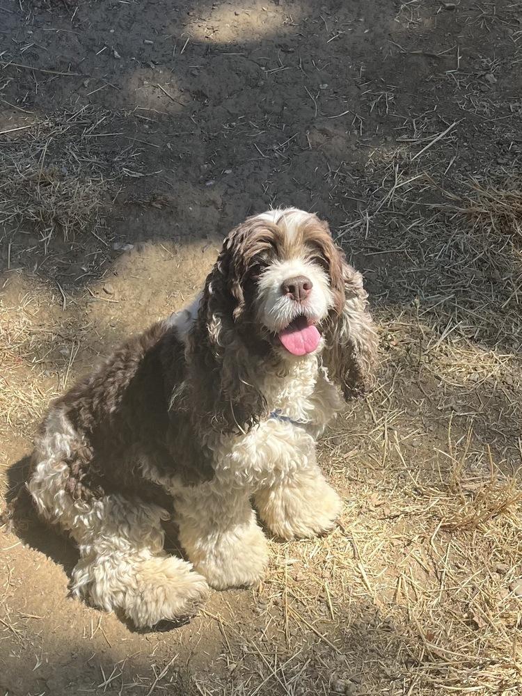 Adelaide, a Adoptable Cocker Spaniel in Jamestown, CA image 2/6