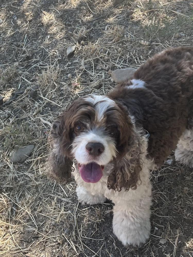 Adelaide, a Adoptable Cocker Spaniel in Jamestown, CA image 3/6