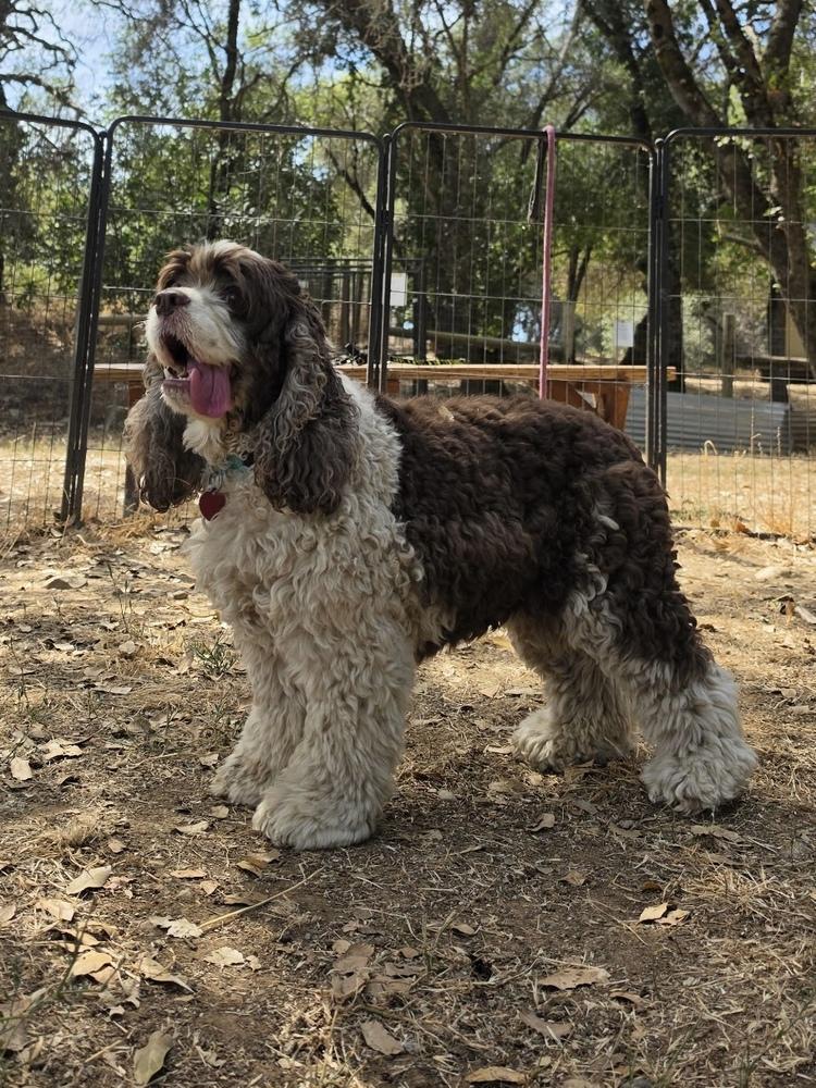 Adelaide, a Adoptable Cocker Spaniel in Jamestown, CA image 4/6