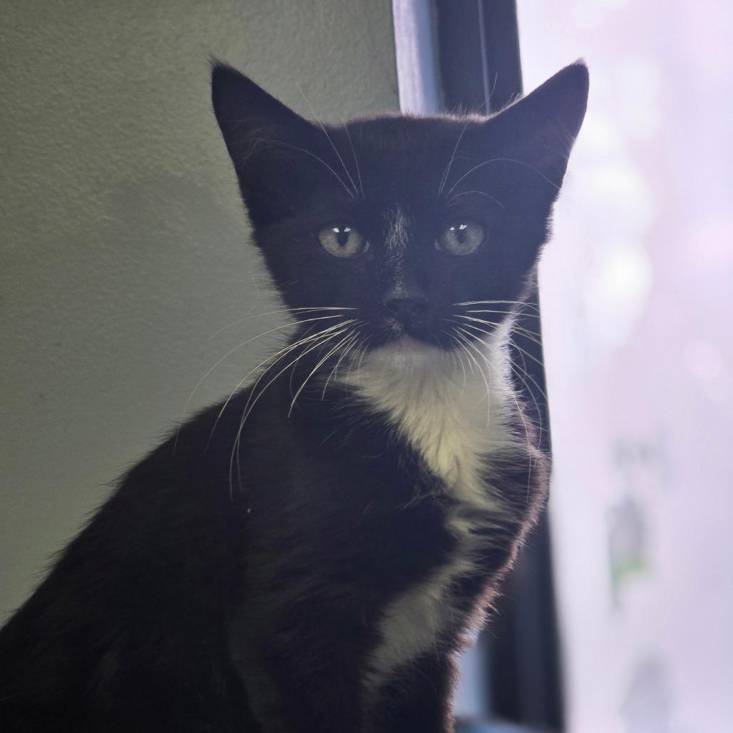 Enlarge Sarge, a Adoptable Domestic Medium Hair in Huntsville, AL image 1/4