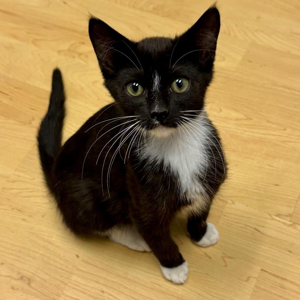 Enlarge Sarge, a Adoptable Domestic Medium Hair in Huntsville, AL image 2/4