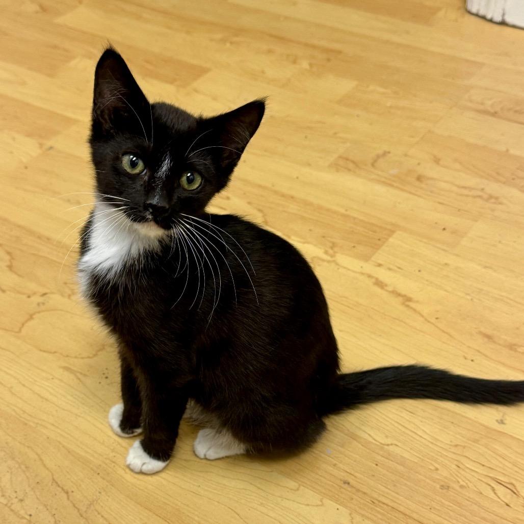 Enlarge Sarge, a Adoptable Domestic Medium Hair in Huntsville, AL image 3/4