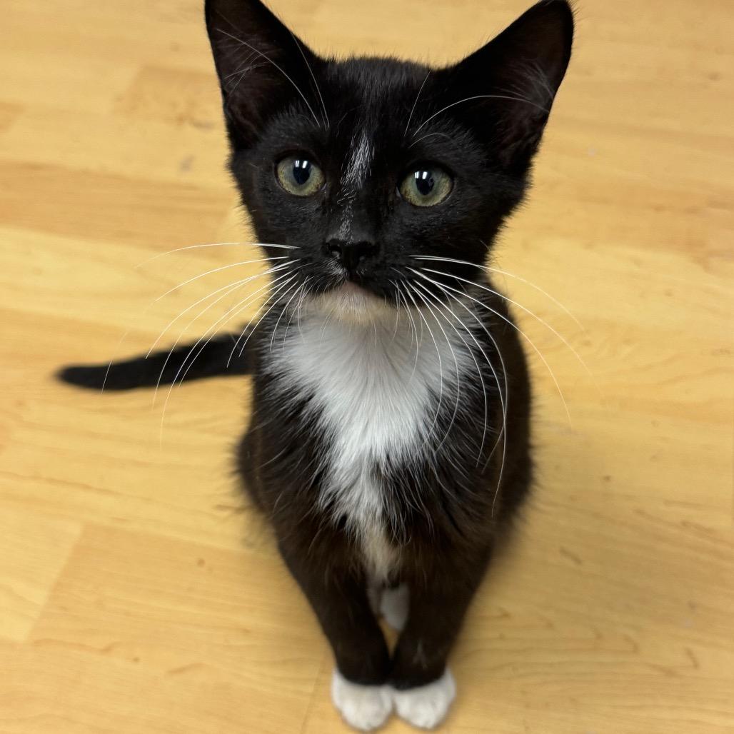Enlarge Sarge, a Adoptable Domestic Medium Hair in Huntsville, AL image 4/4