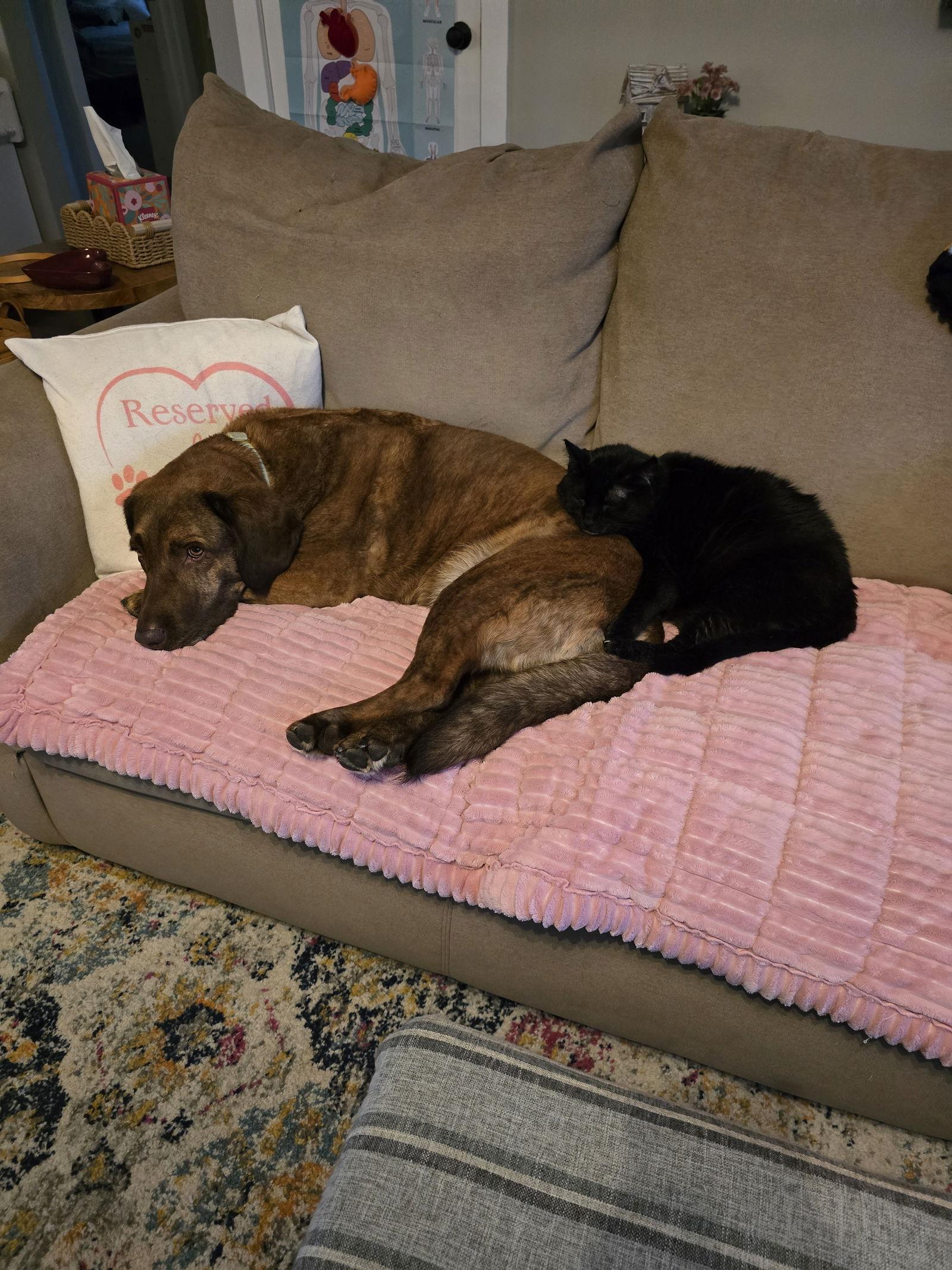 Enlarge FREYA 1780A -Offered by Owner- Friendly family cat, a Adoptable Domestic Short Hair in Hillsboro, OR image 1/3