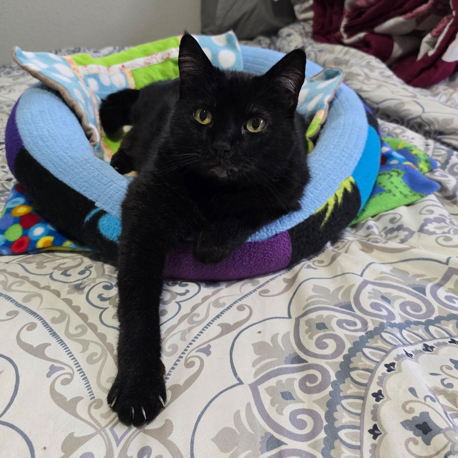 Enlarge FREYA 1780A -Offered by Owner- Friendly family cat, a Adoptable Domestic Short Hair in Hillsboro, OR image 2/3