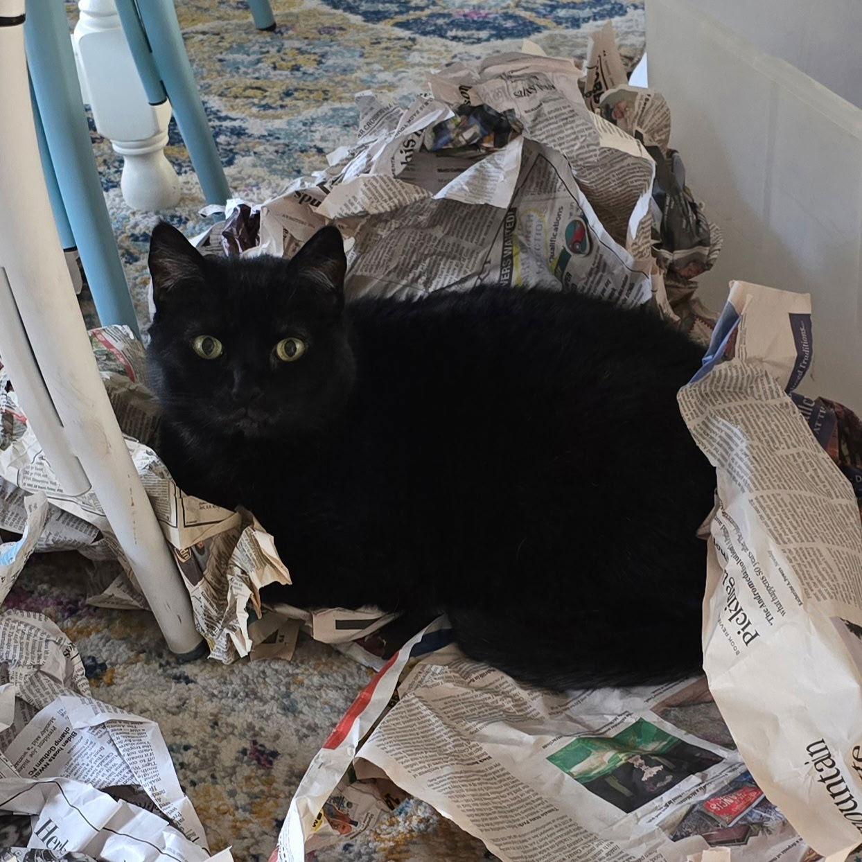 Enlarge FREYA 1780A -Offered by Owner- Friendly family cat, a Adoptable Domestic Short Hair in Hillsboro, OR image 3/3