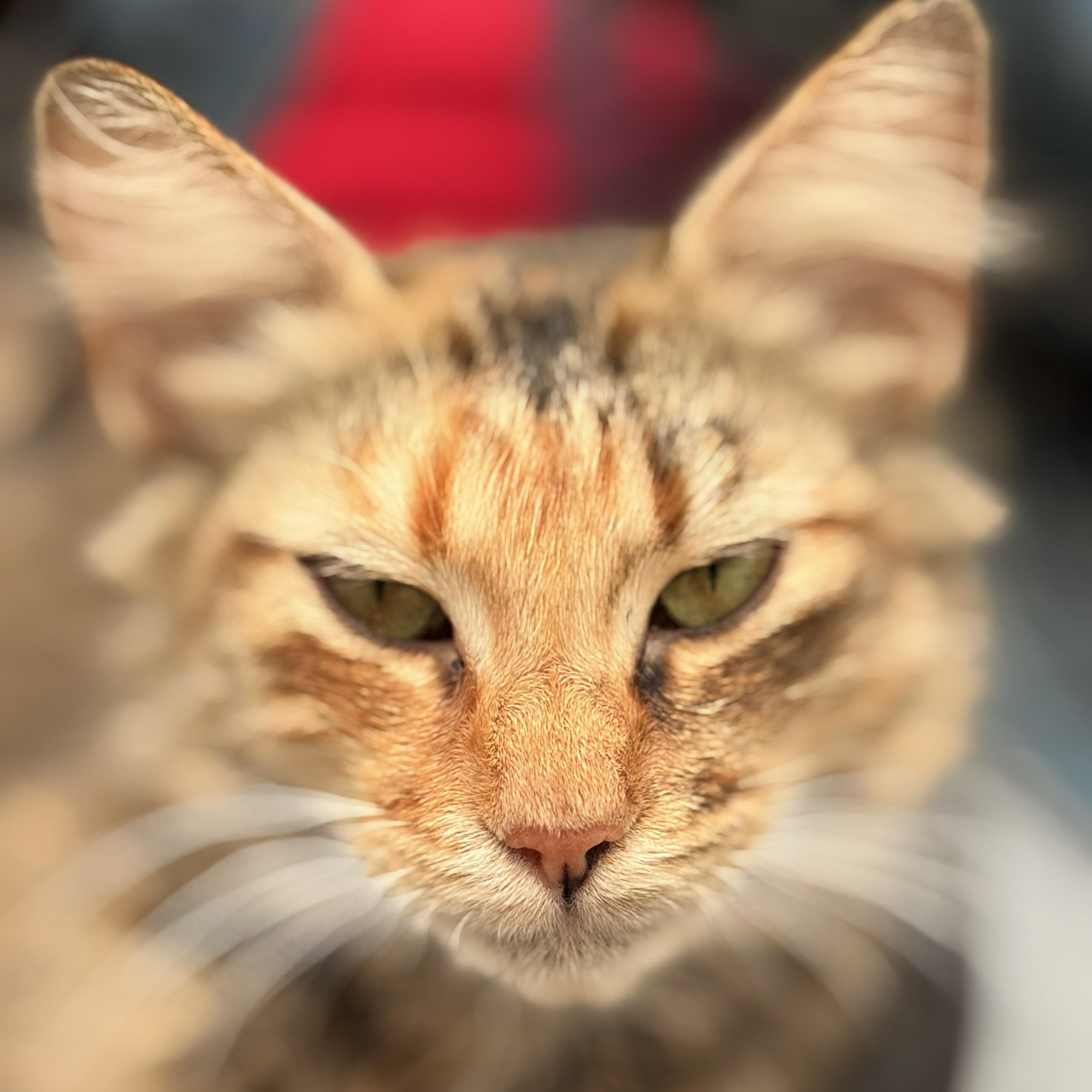 Zelda, Adoptable, Young Female Domestic Short Hair.