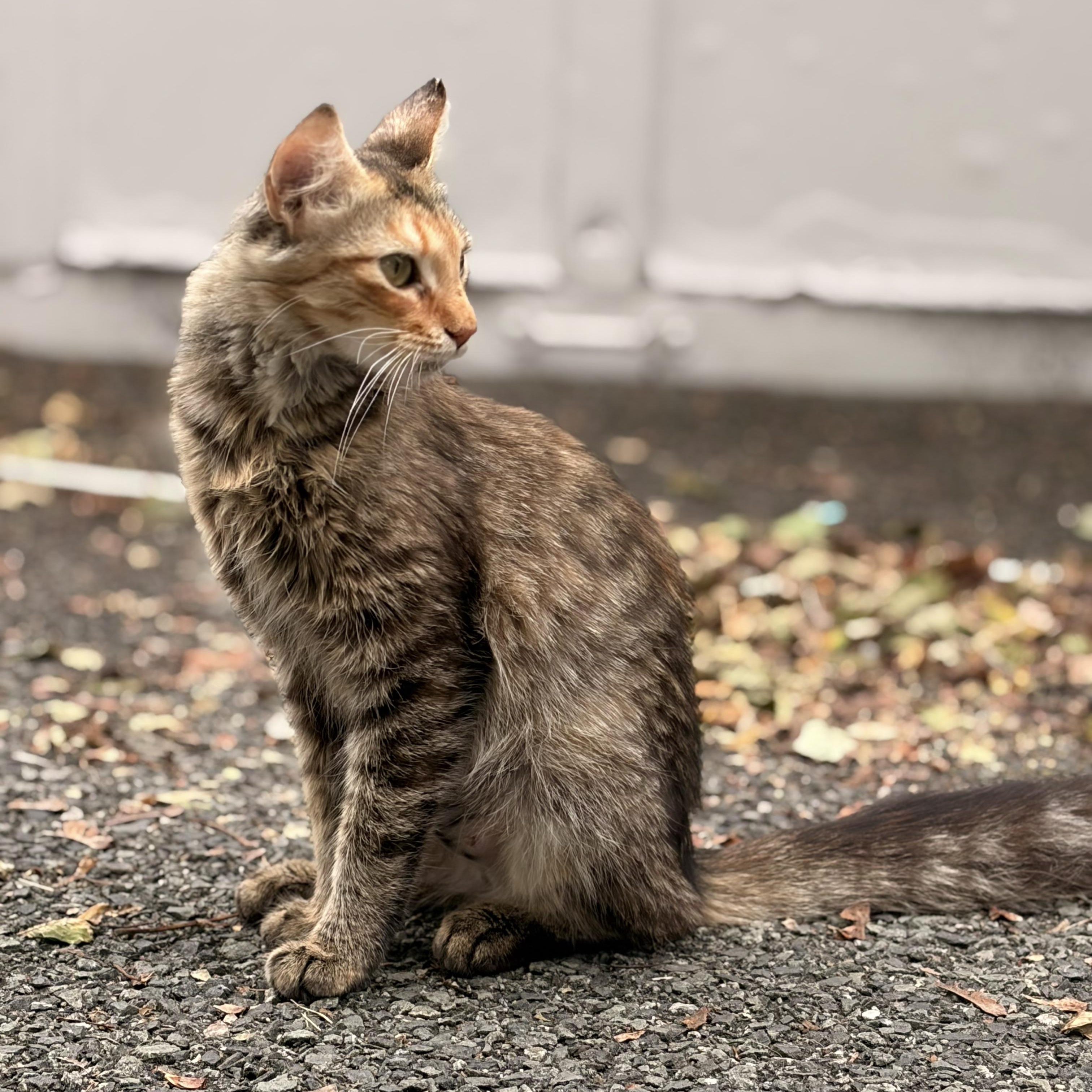 Enlarge Zelda, a Adoptable Domestic Short Hair in West Orange, NJ image 2/2