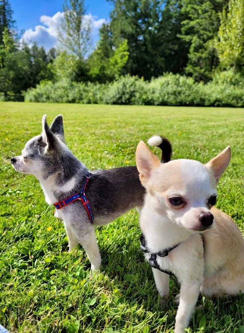 Harper and Hashbrown , Adopted, Adult Female Chihuahua.