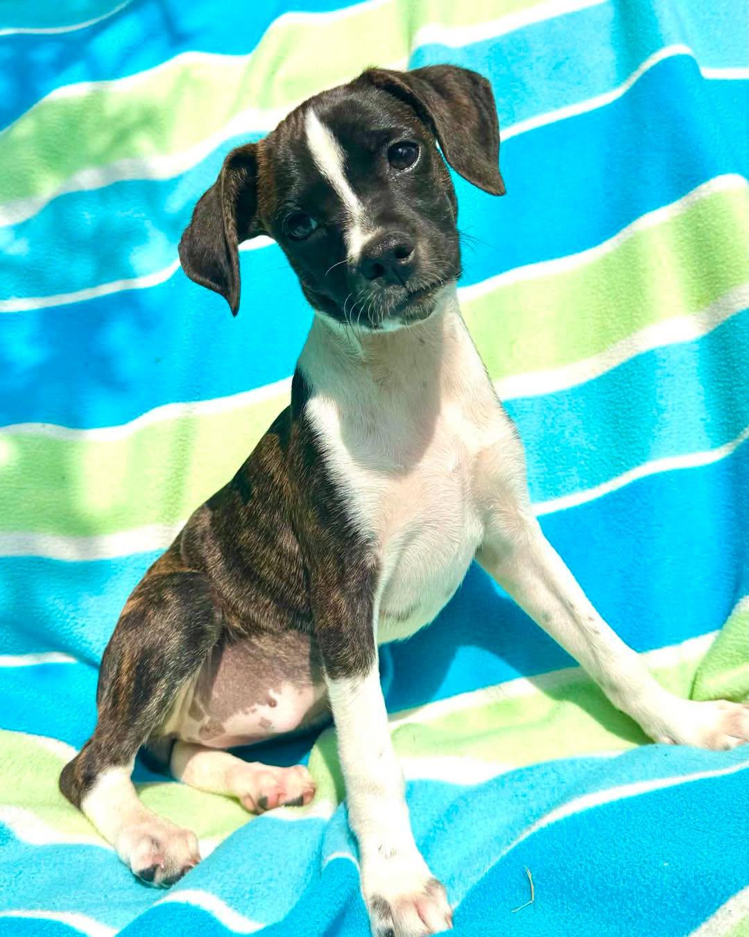 Zubat, adopted, Puppy Female Beagle & Boston Terrier.
