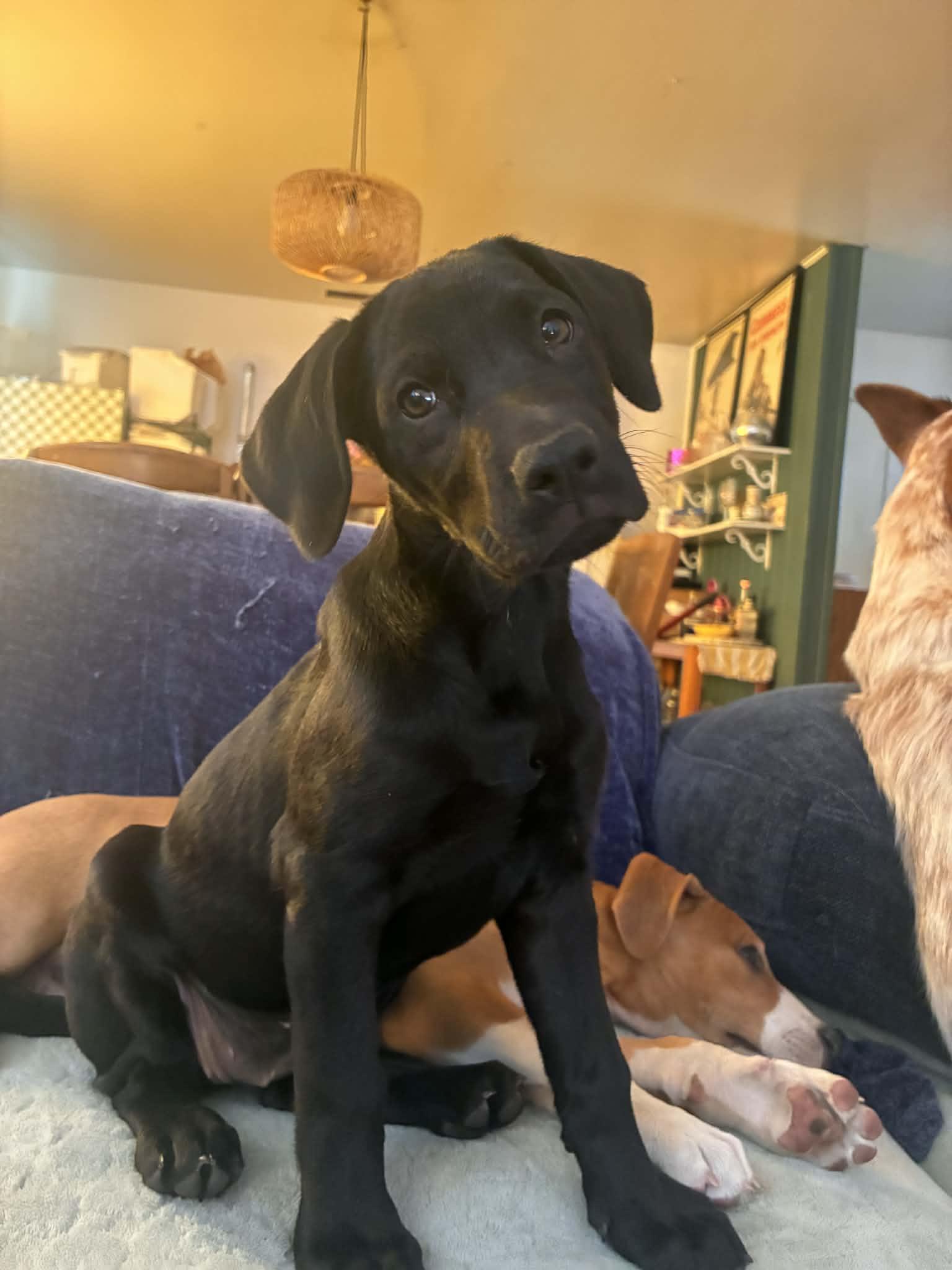 Venus, Adoptable, Puppy Female Black Labrador Retriever.