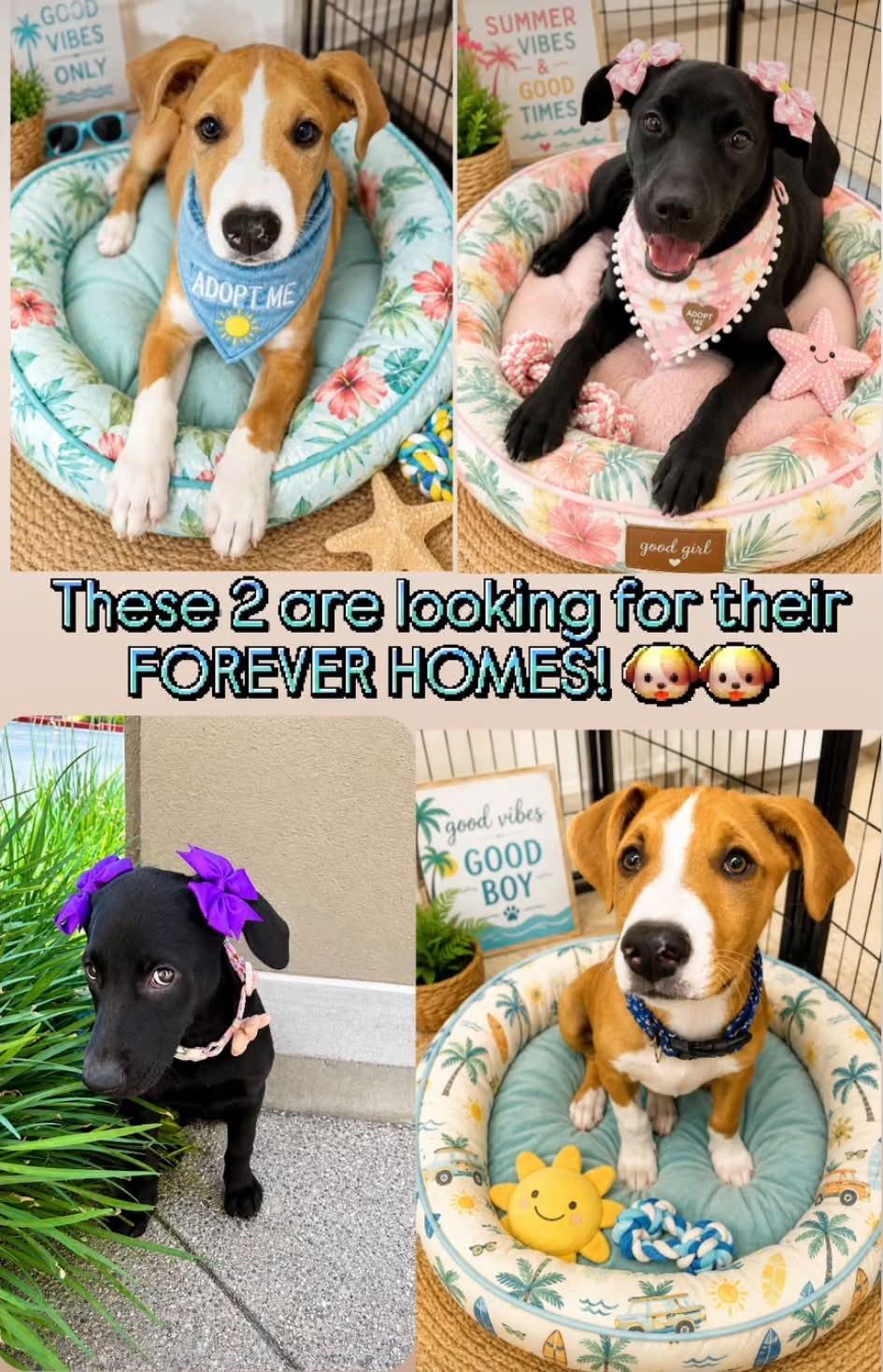 Venus, a Adoptable mixed breed in Reseda, CA image 3/6