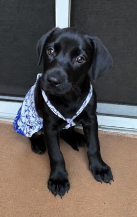 Venus, a Adoptable mixed breed in Reseda, CA image 5/6