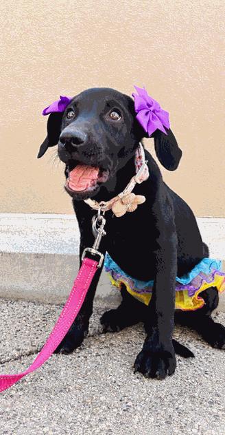 Venus, a Adoptable mixed breed in Reseda, CA image 2/6