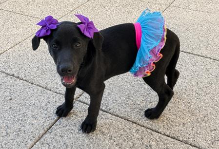 Venus, a Adoptable mixed breed in Reseda, CA image 6/6