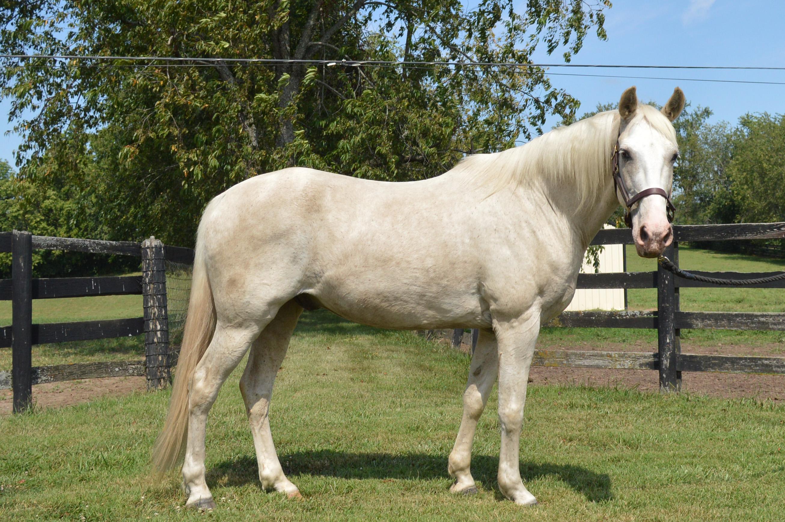 Ghost, a Adoptable mixed breed in Nicholasville, KY image 1/5