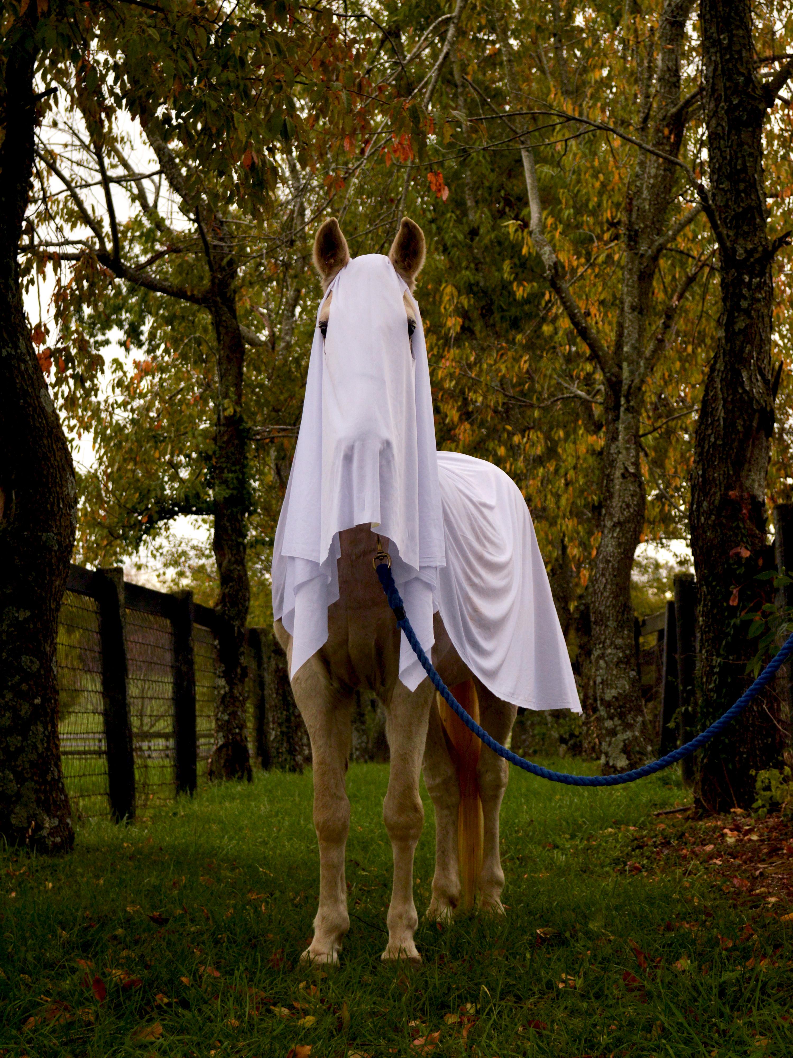 Ghost, a Adoptable mixed breed in Nicholasville, KY image 2/5