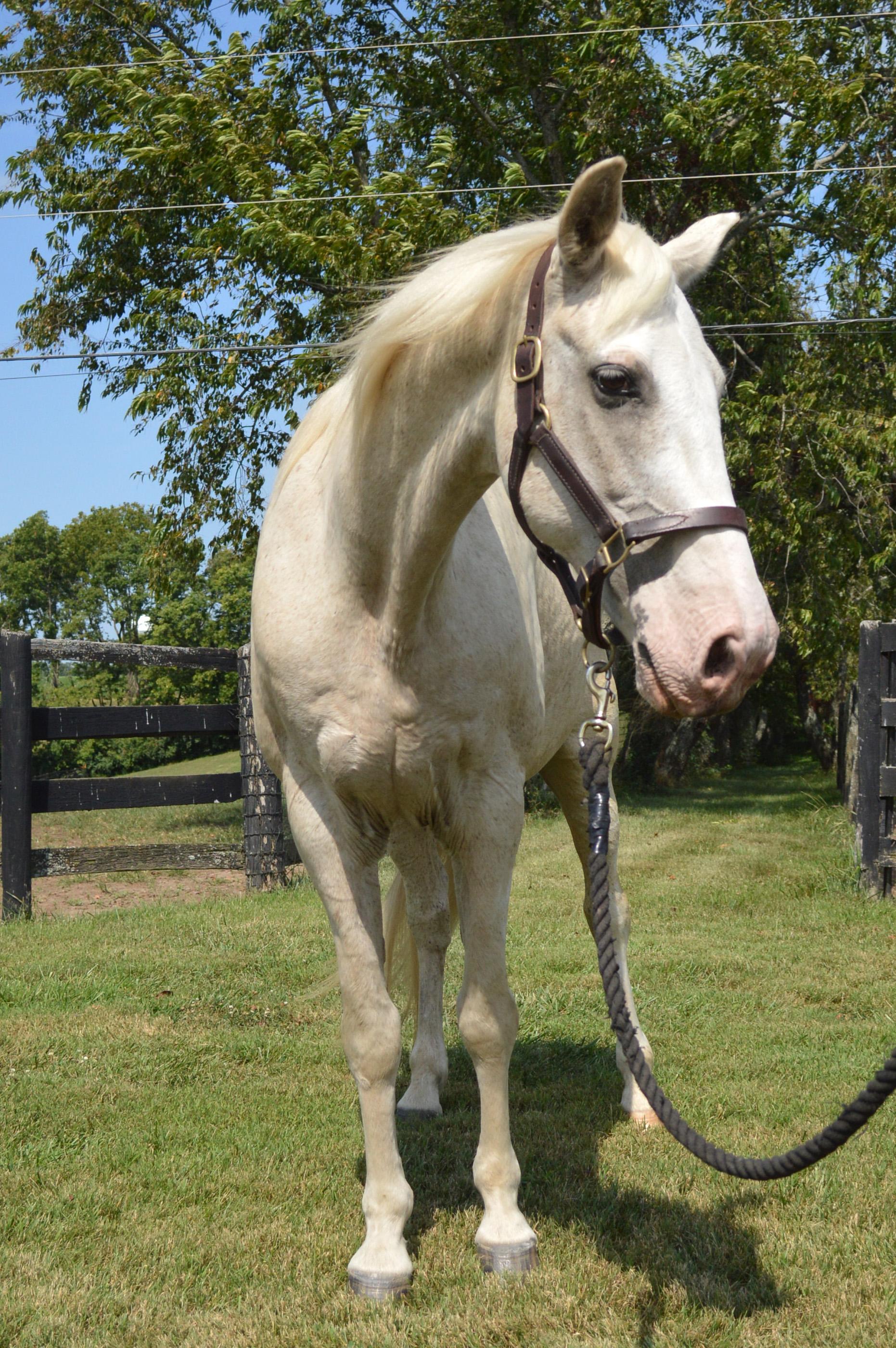 Ghost, a Adoptable mixed breed in Nicholasville, KY image 3/5