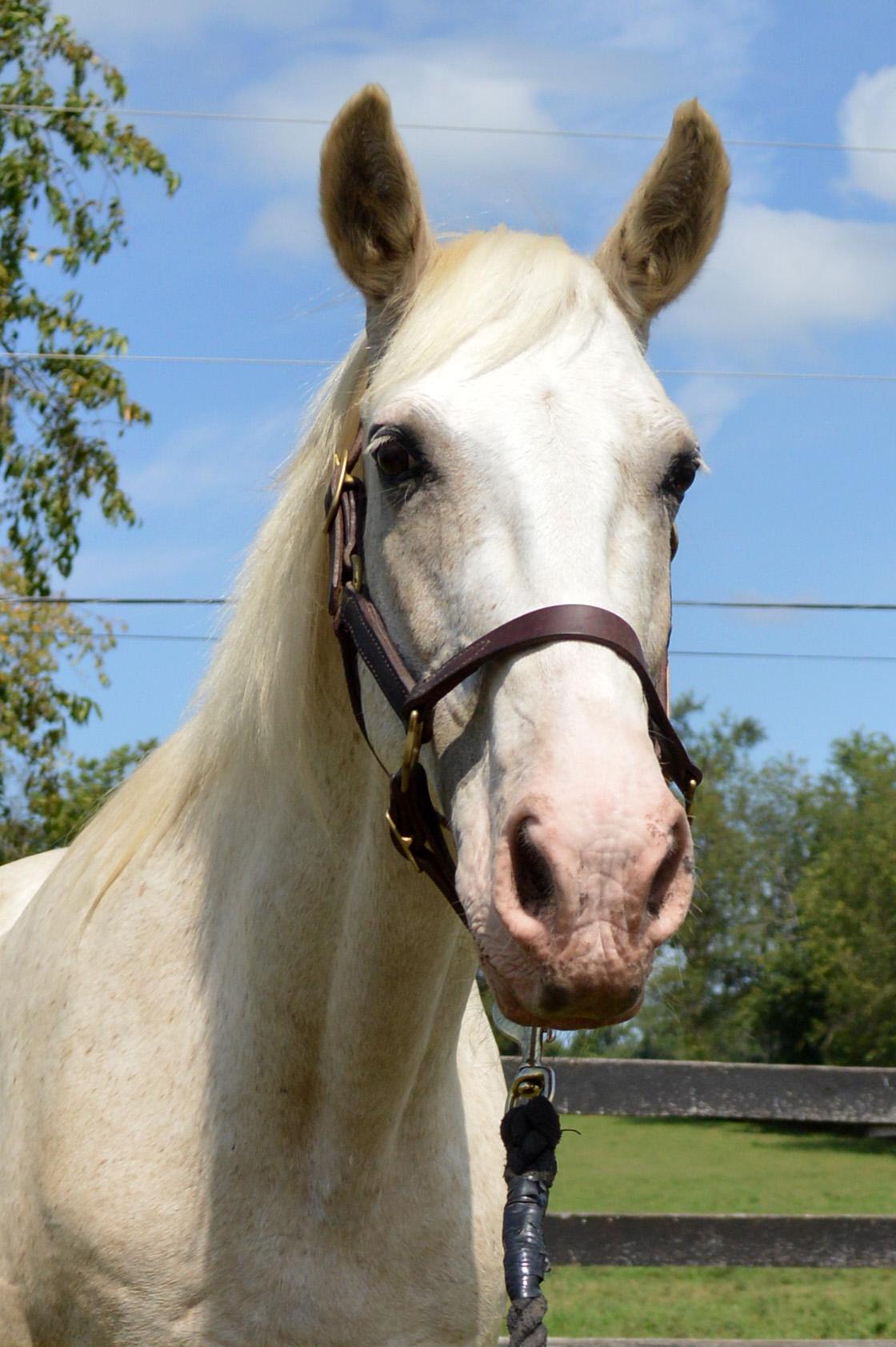 Ghost, a Adoptable mixed breed in Nicholasville, KY image 4/5
