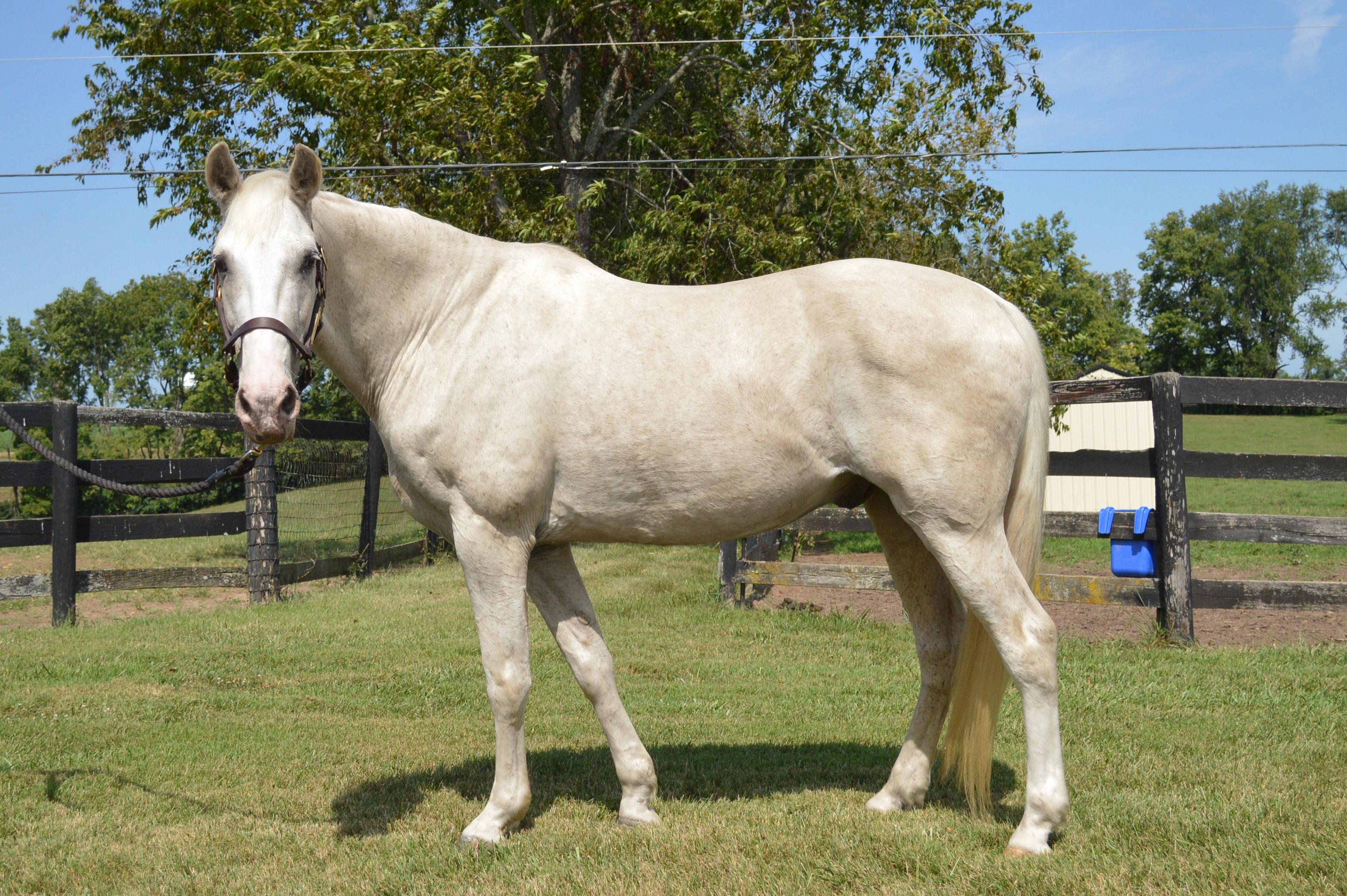Ghost, a Adoptable mixed breed in Nicholasville, KY image 5/5