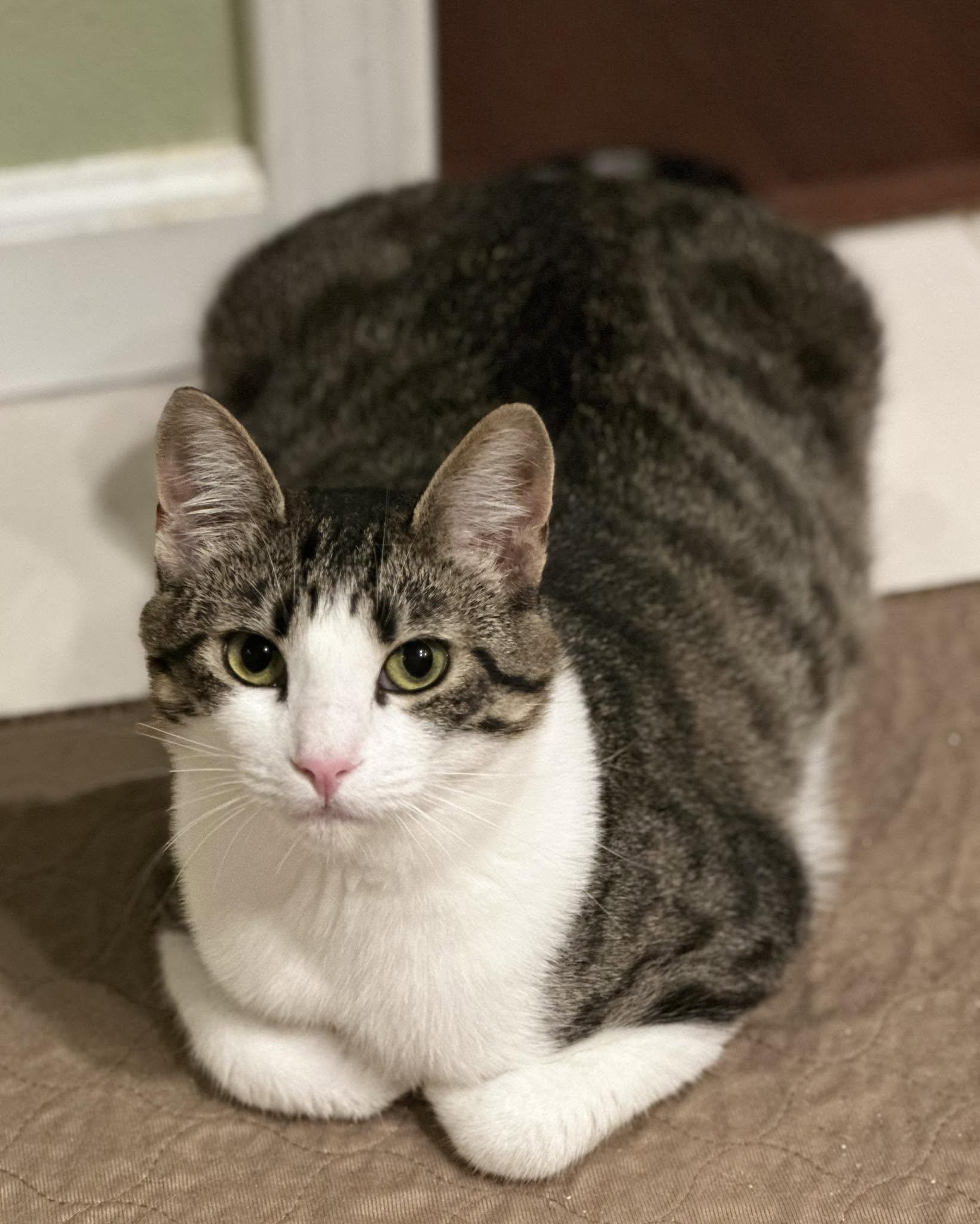 Evangeline, Adoptable, Young Female Domestic Short Hair & Tabby.