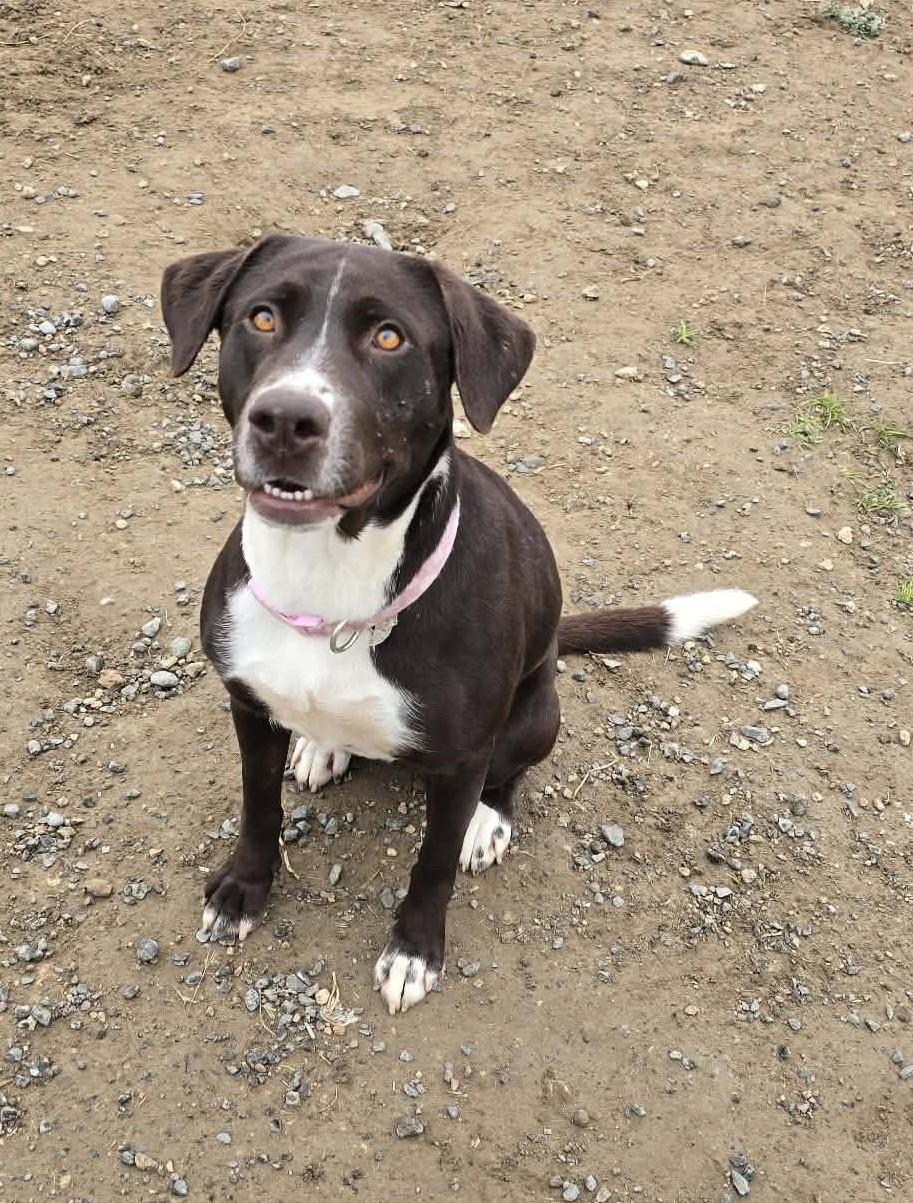 Enlarge Whey, a Adoptable mixed breed in Othello, WA image 1/2