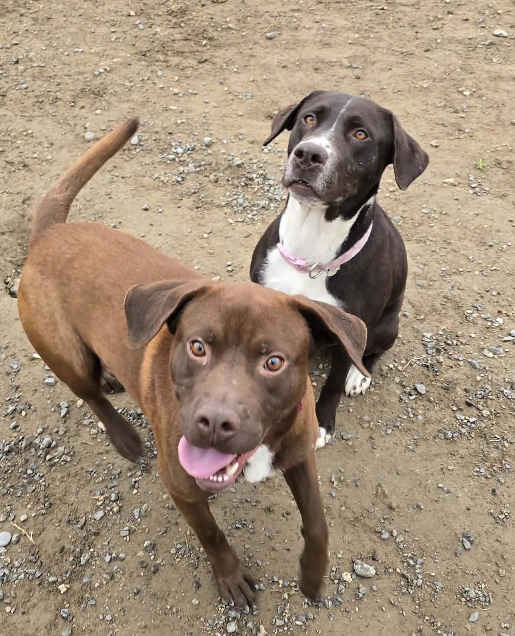 Whey, Adoptable, Adult Female Mixed Breed.