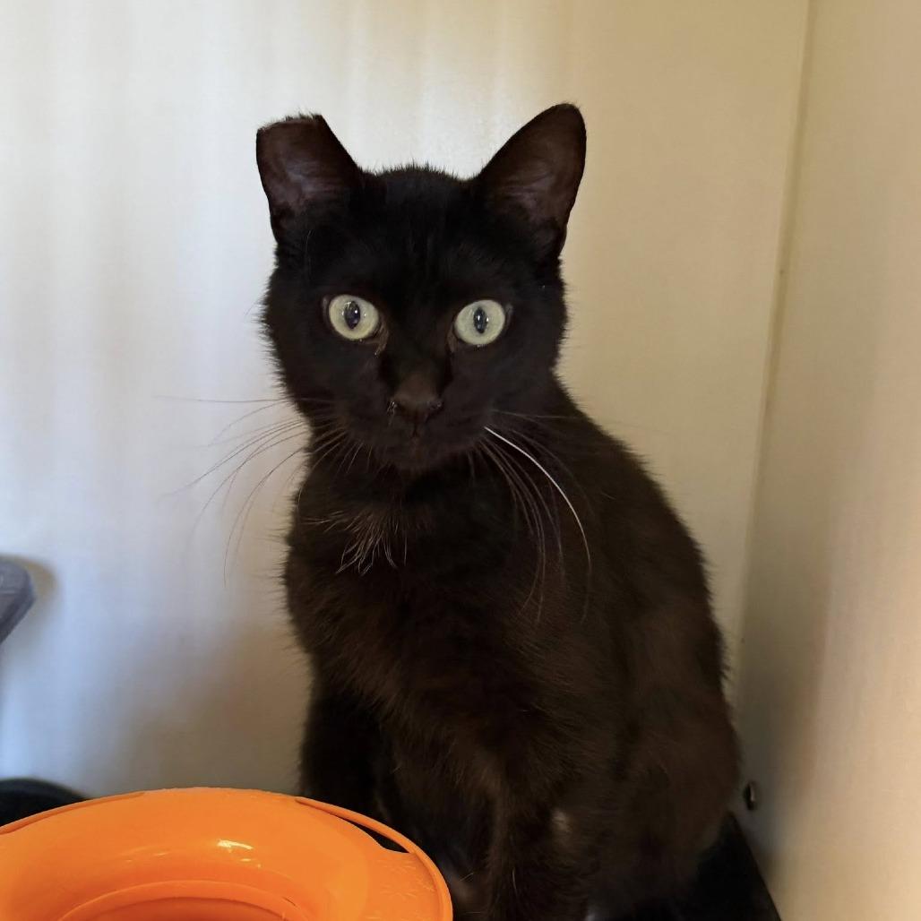 Cayenne, Adoptable, Young Male Domestic Short Hair.