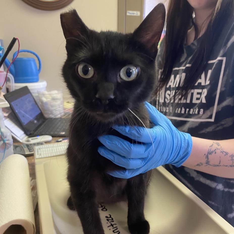 Enlarge Cayenne, a Adoptable Domestic Short Hair in Norfolk, NE image 2/2