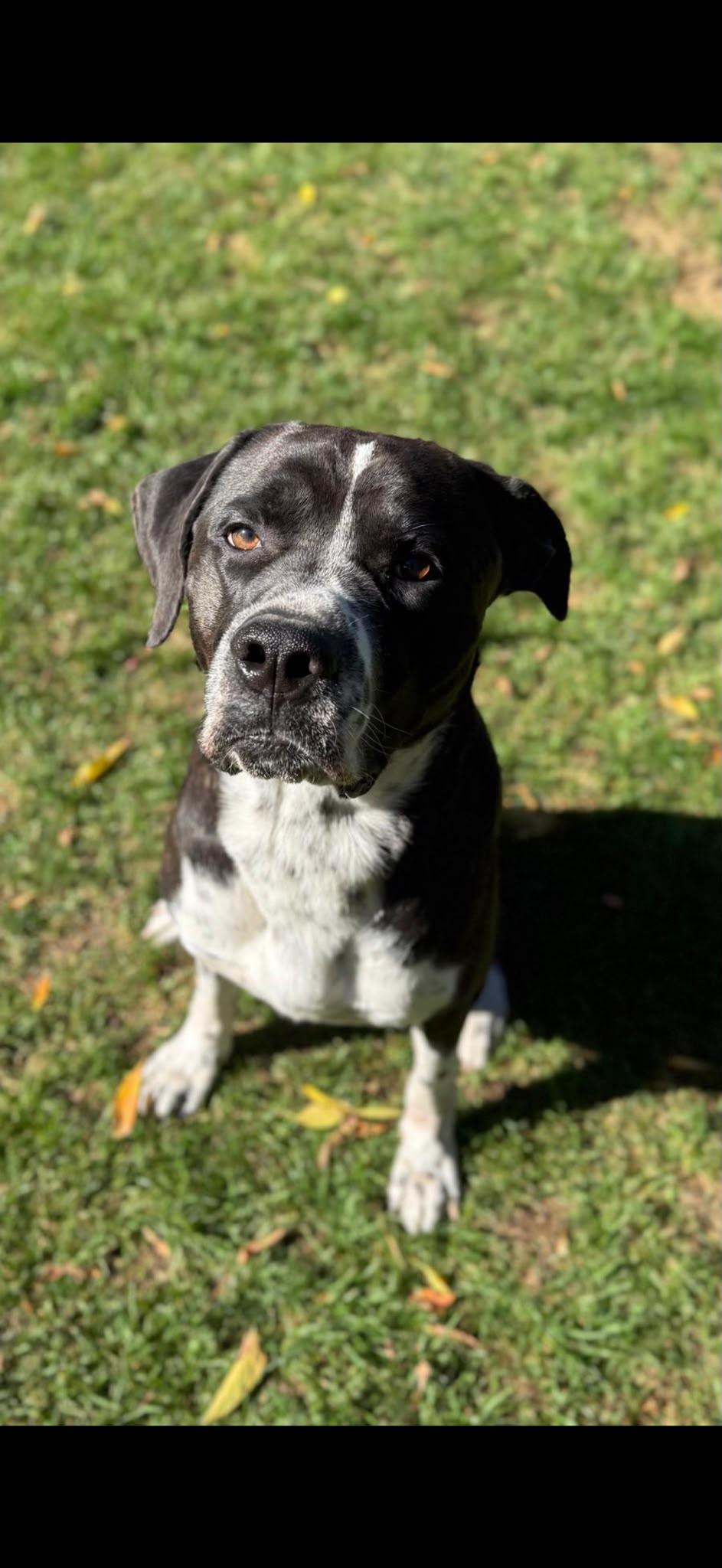 Luka, Adoptable, Adult Male Cane Corso.