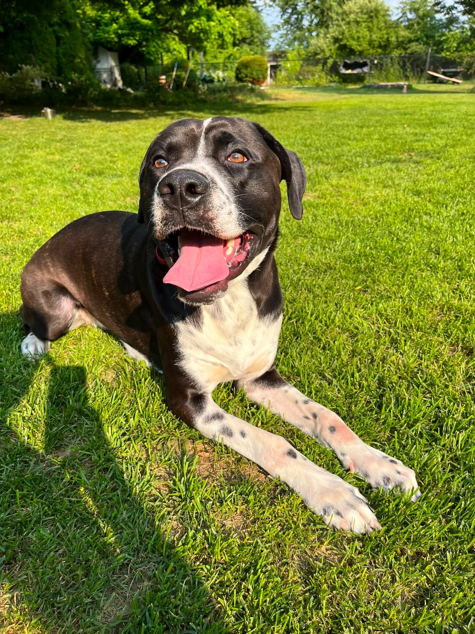 Enlarge Luka, a Adoptable mixed breed in Milton, ON image 3/6